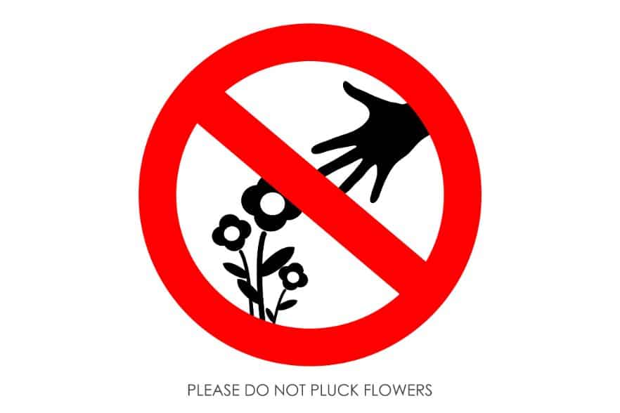 Blumenpflücken verboten – es drohen Bußgelder